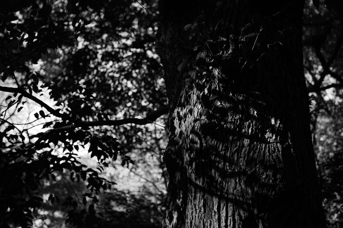 OM SYSTEM OM-3 ボディ + M.ZUIKO DIGITAL 25mm F1.8 II