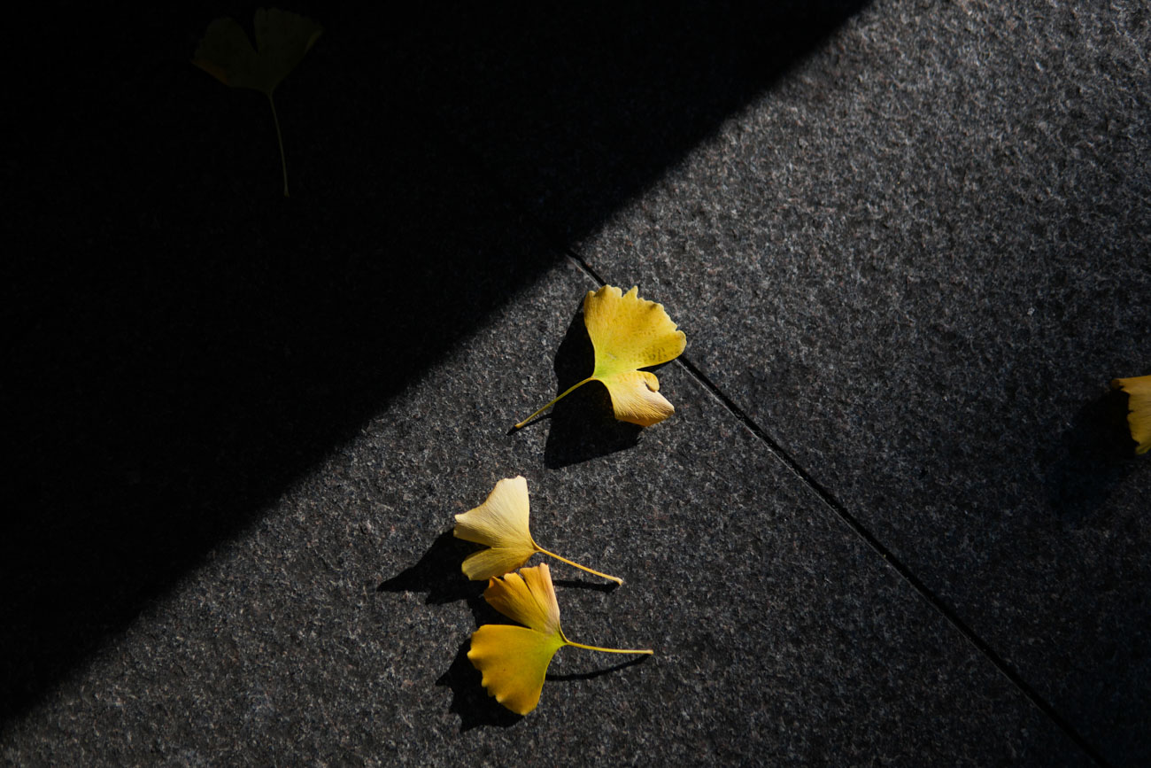 30mm F1.4 DC DN [ソニー用]