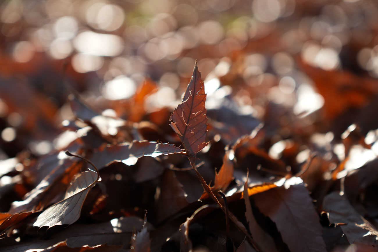 E 16-55mm F2.8 G SEL1655G
