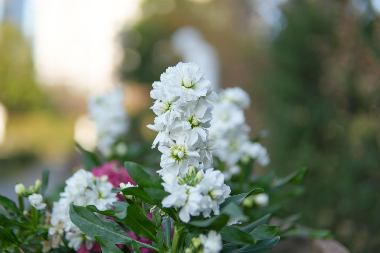 SIGMA ボケを楽しむF1.4単焦点3本セット (Eマウント) 16mm F1.4 + 30mm F1.4 + 56mm F1.4