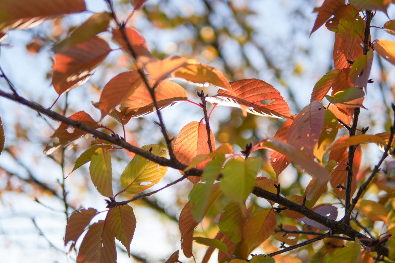 SIGMA ボケを楽しむF1.4単焦点3本セット (Eマウント) 16mm F1.4 + 30mm F1.4 + 56mm F1.4