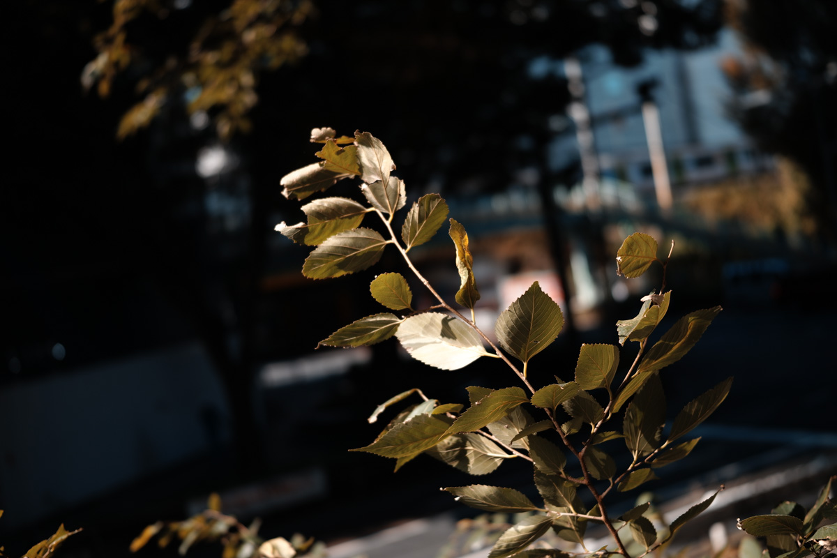 SIGMA fp 45mm F2.8 DG DN Contemporary キット