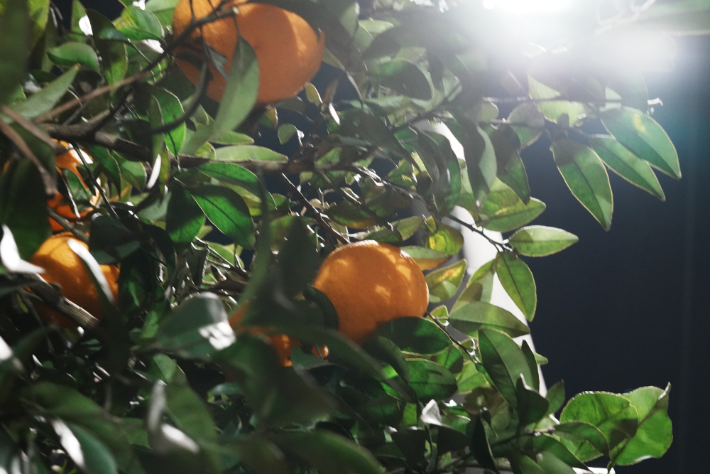 レンタル - SONY 新世代フルサイズミラーレス & 標準単焦点