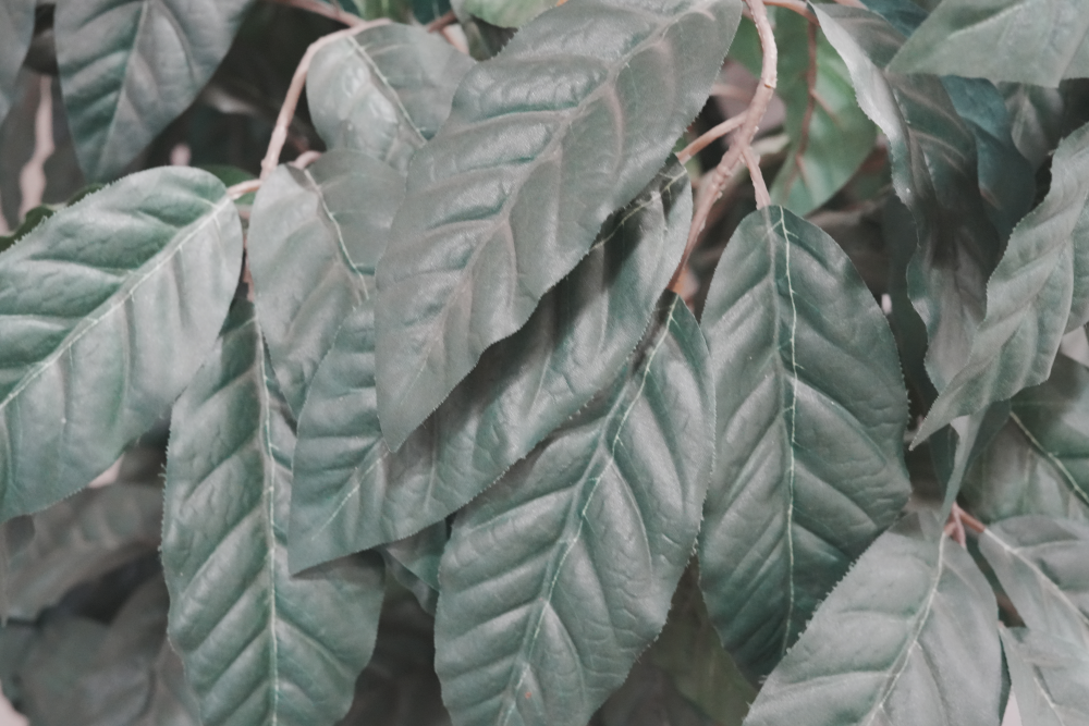 レンタル - SONY 新世代フルサイズミラーレス & 標準単焦点