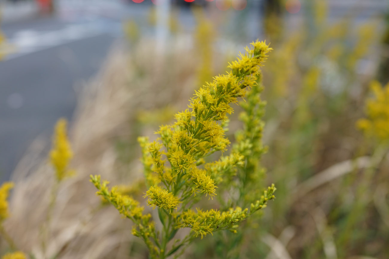 サイバーショット DSC-RX1RM2