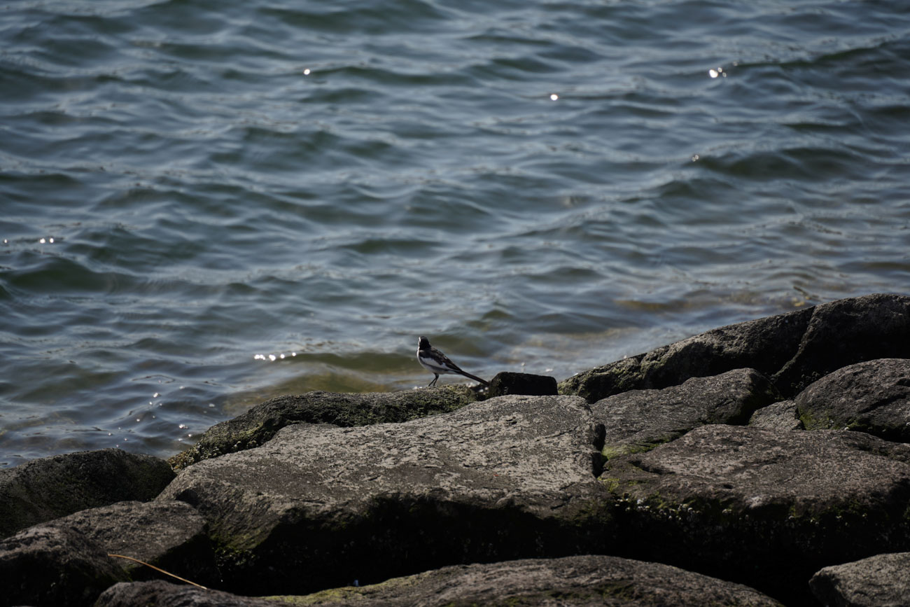 50-300mm F/4.5-6.3 Di III VC VXD (Model A069)