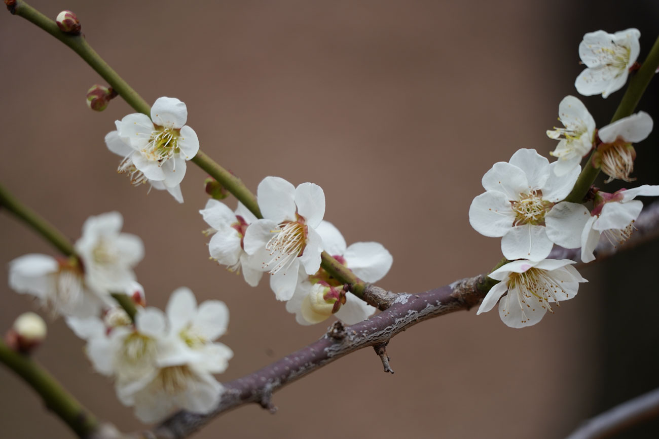 50-300mm F/4.5-6.3 Di III VC VXD (Model A069)
