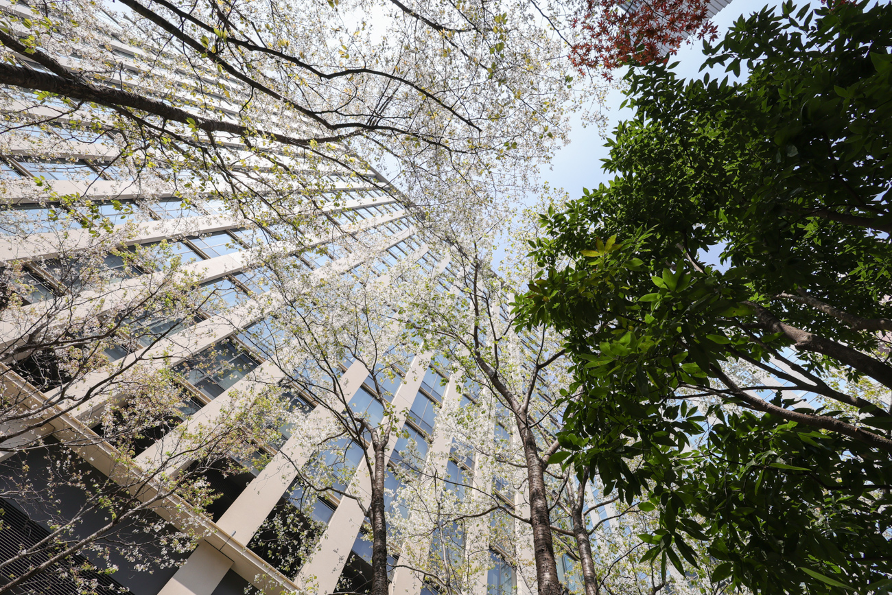 Canon コンパクト単焦点2本セット RF16mm F2.8 STM + RF50mm F1.8 STM
