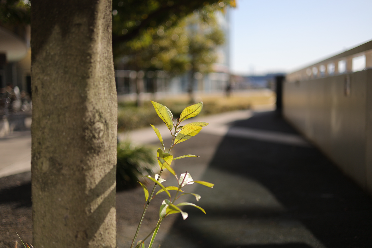 Canon EOS R8 ＆ 標準単焦点セット EOS R8 + RF50mm F1.8 STM