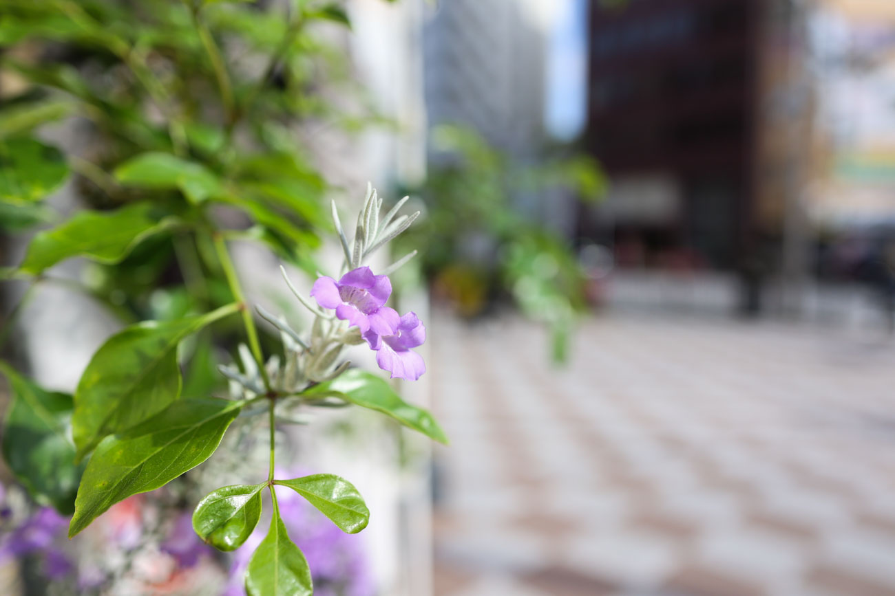 RF24mm F1.8 MACRO IS STM