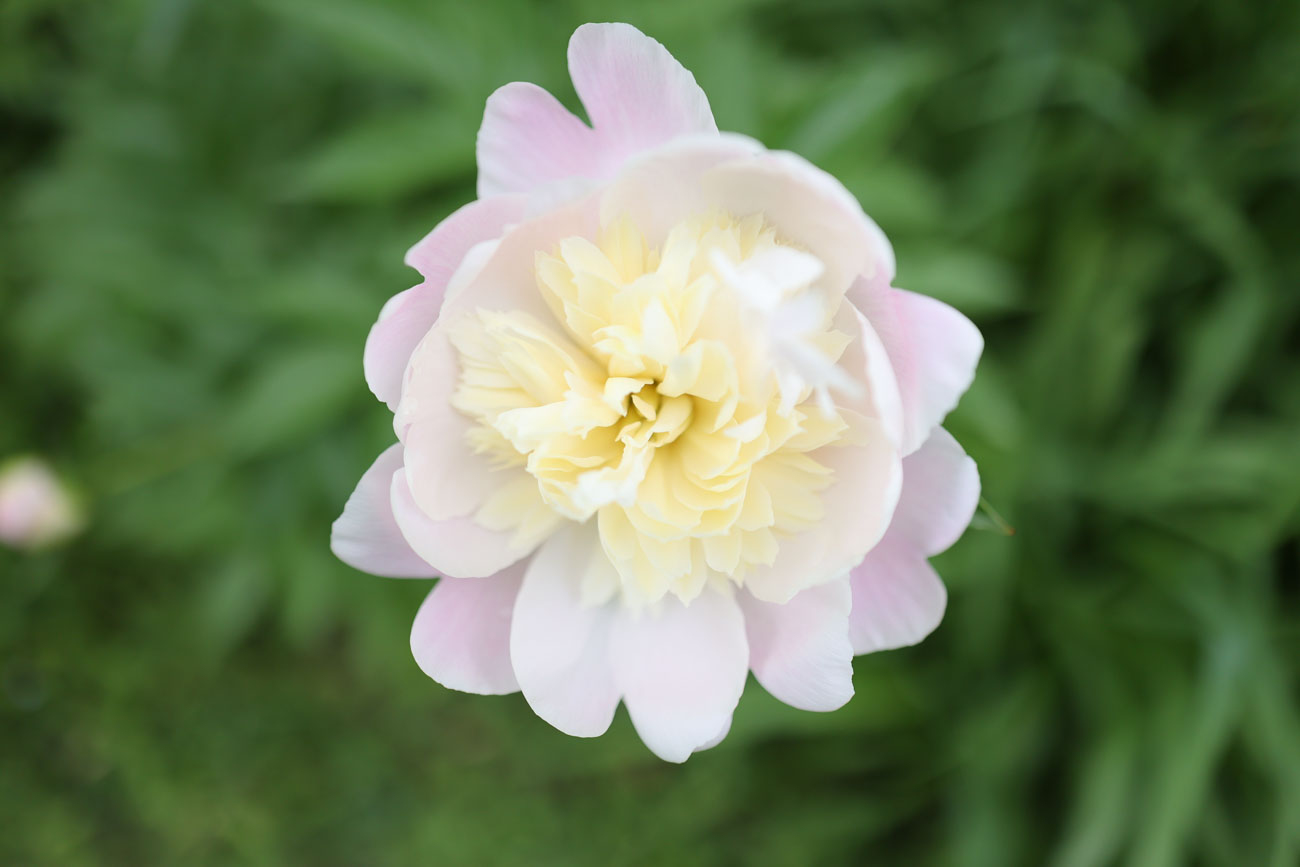 RF24mm F1.8 MACRO IS STM