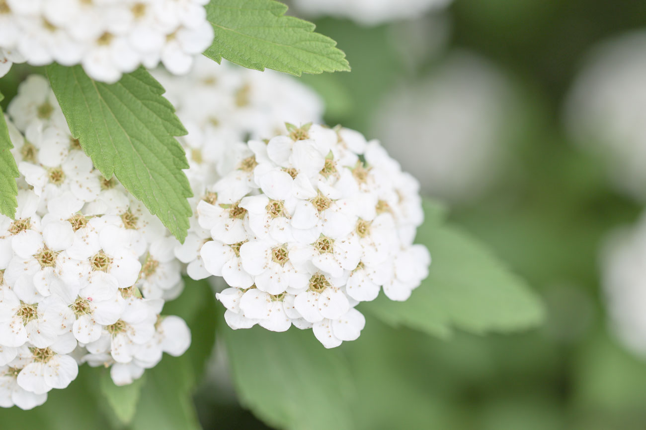 Canon コンパクトな単焦点4本セット(RFマウント) RF16mm F2.8 + RF35mm F1.8 マクロ + RF50mm F1.8 + RF85mm F2 MACRO