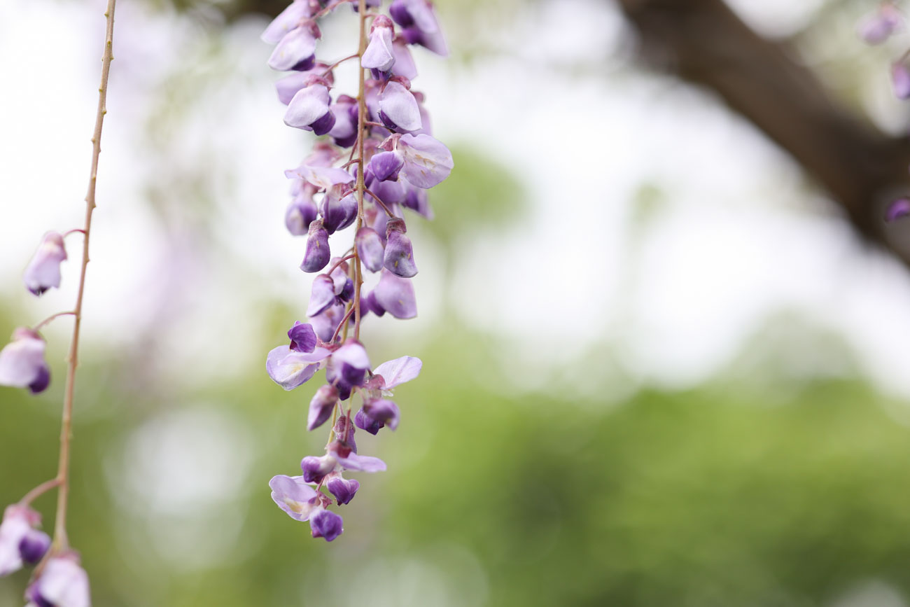 Canon コンパクトな単焦点4本セット(RFマウント) RF16mm F2.8 + RF35mm F1.8 マクロ + RF50mm F1.8 + RF85mm F2 MACRO