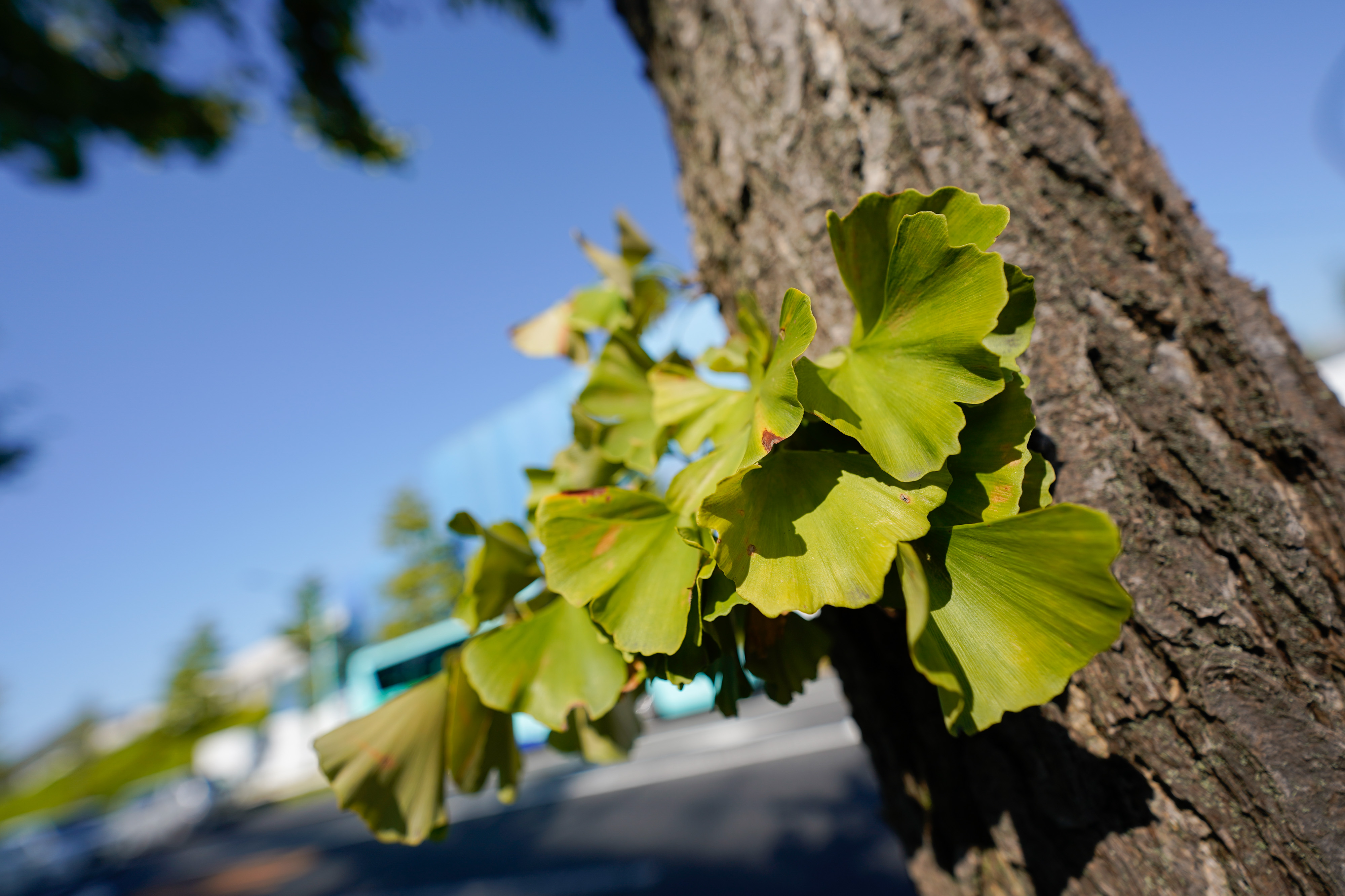 14-24mm F2.8 DG DN [ソニーE用]
