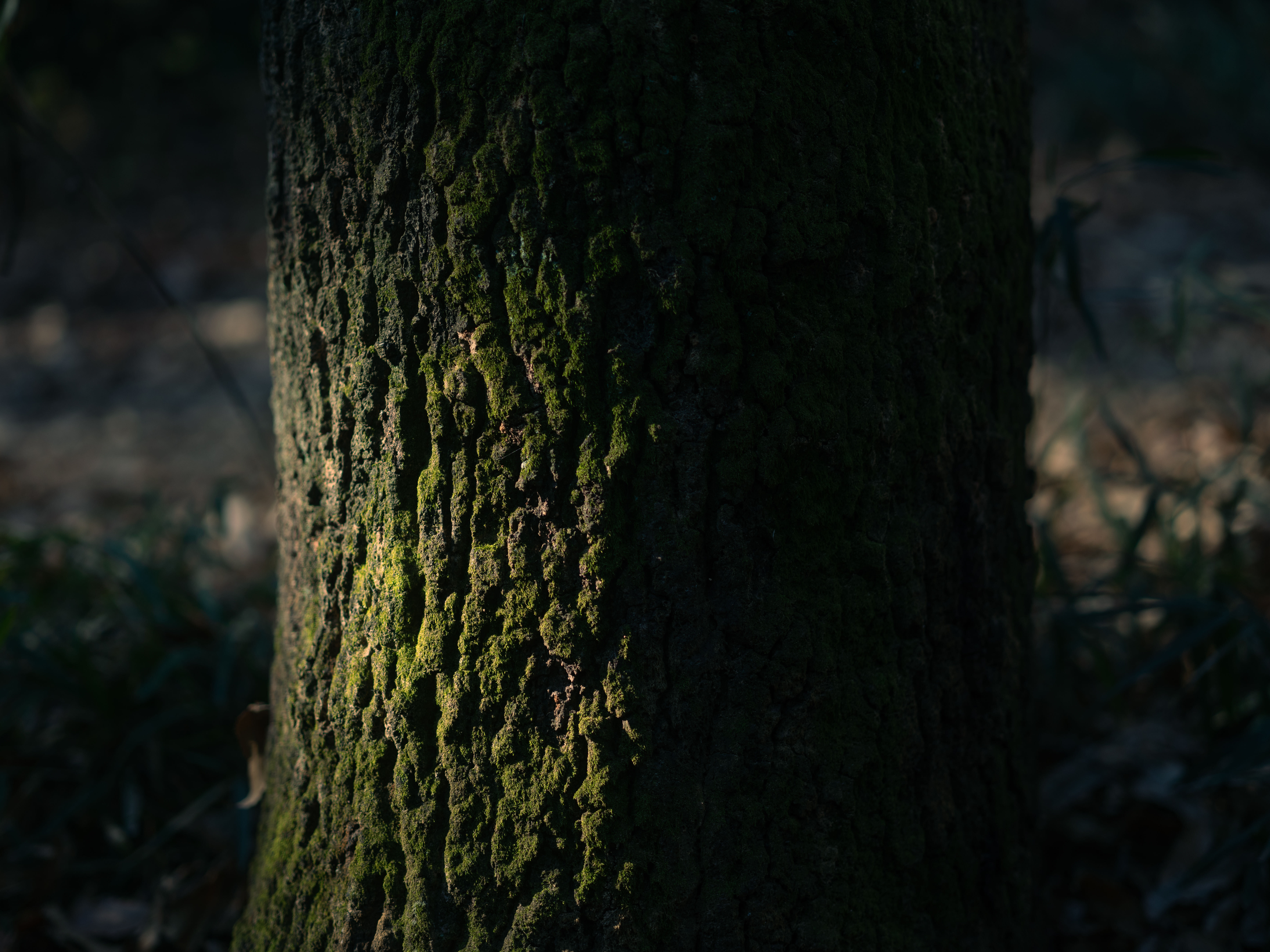 GFX50S II ボディ