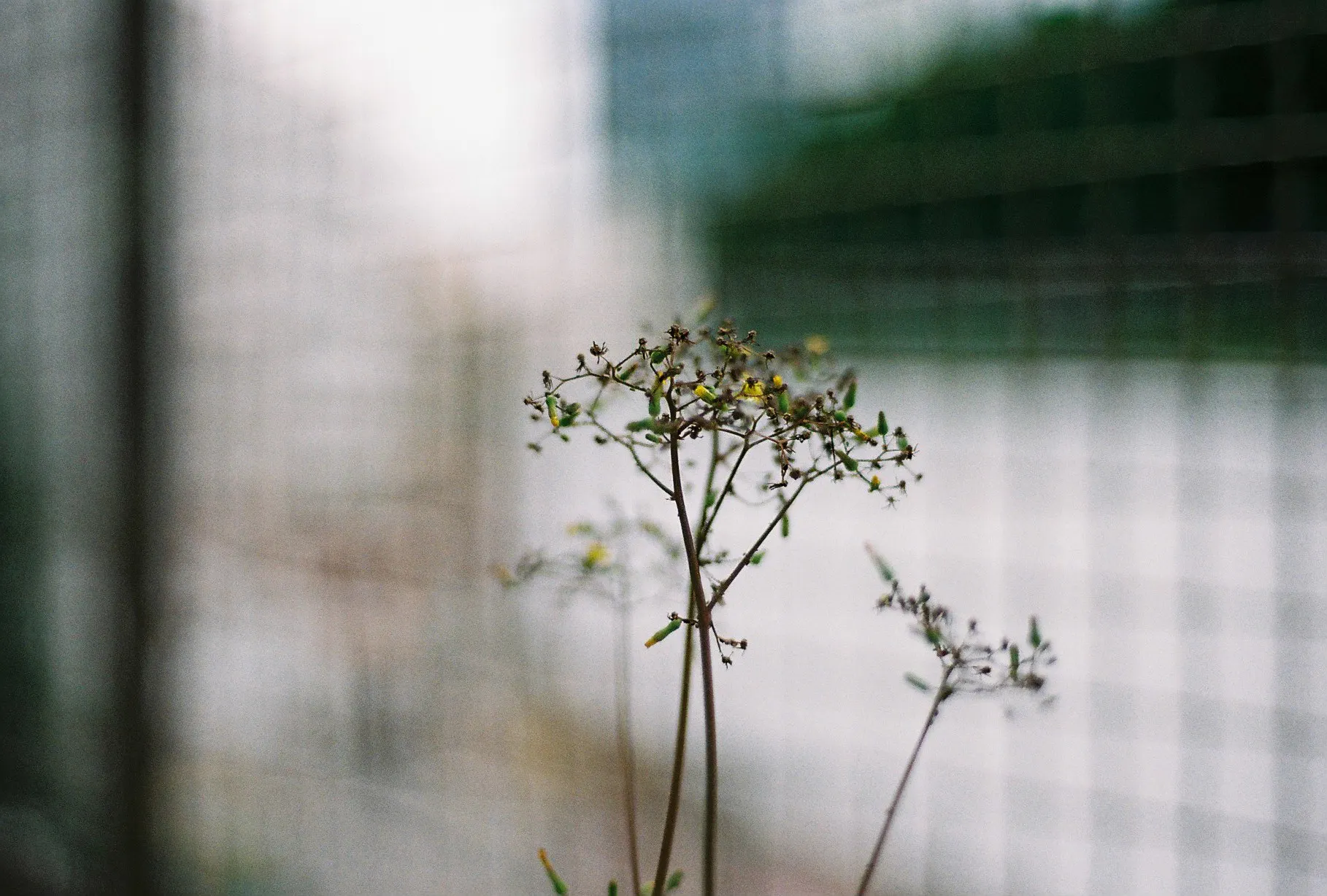 レンタル - Nikon New FM-2 シルバー + Nikon Ai Nikkor 50mm F1.8