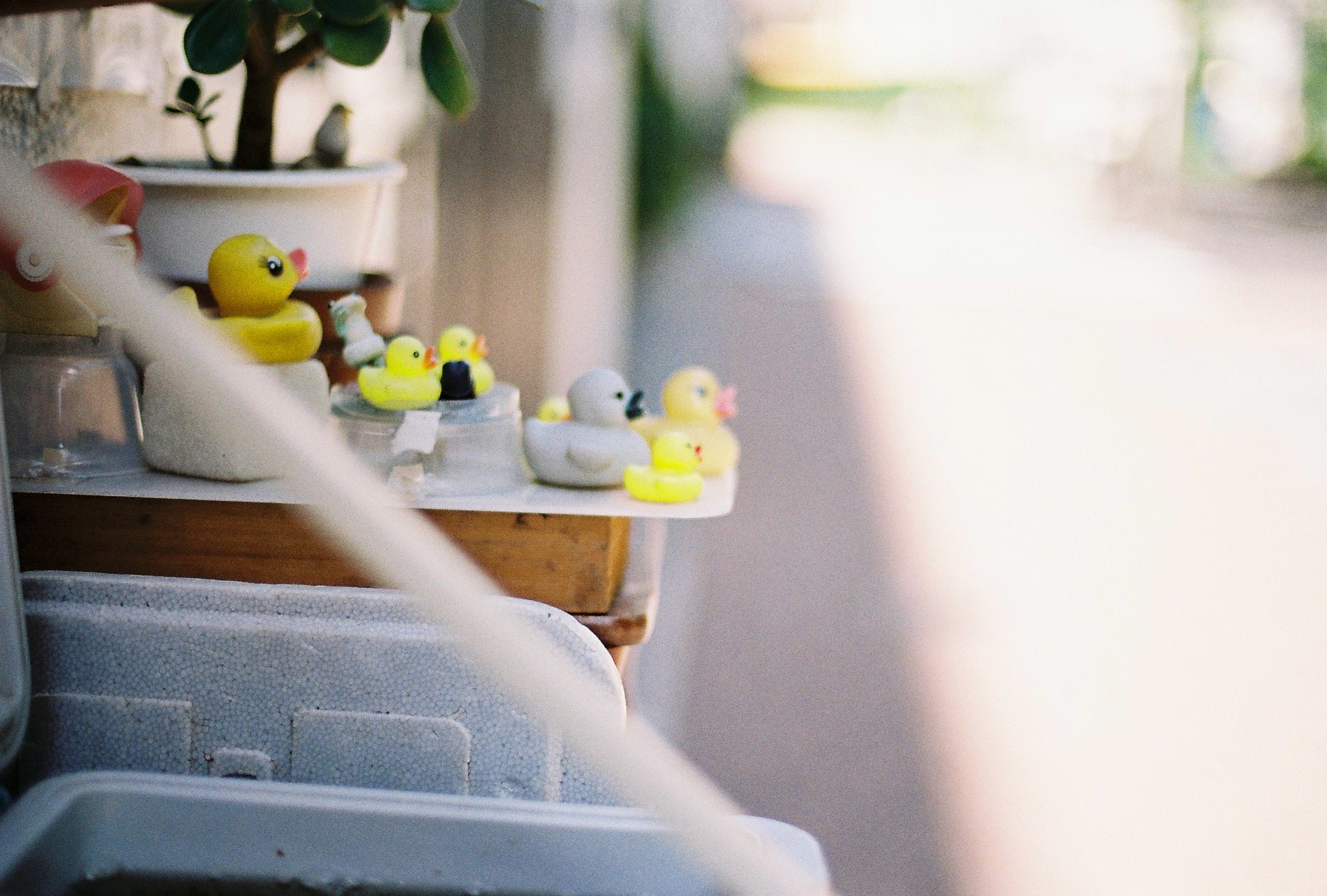 レンタル - Nikon F3 アイレベル + Nikon Ai Nikkor 50mm F1.4S