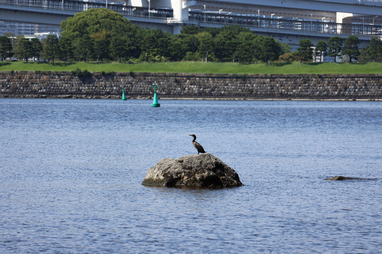 RF-S18-150mm F3.5-6.3 IS STM