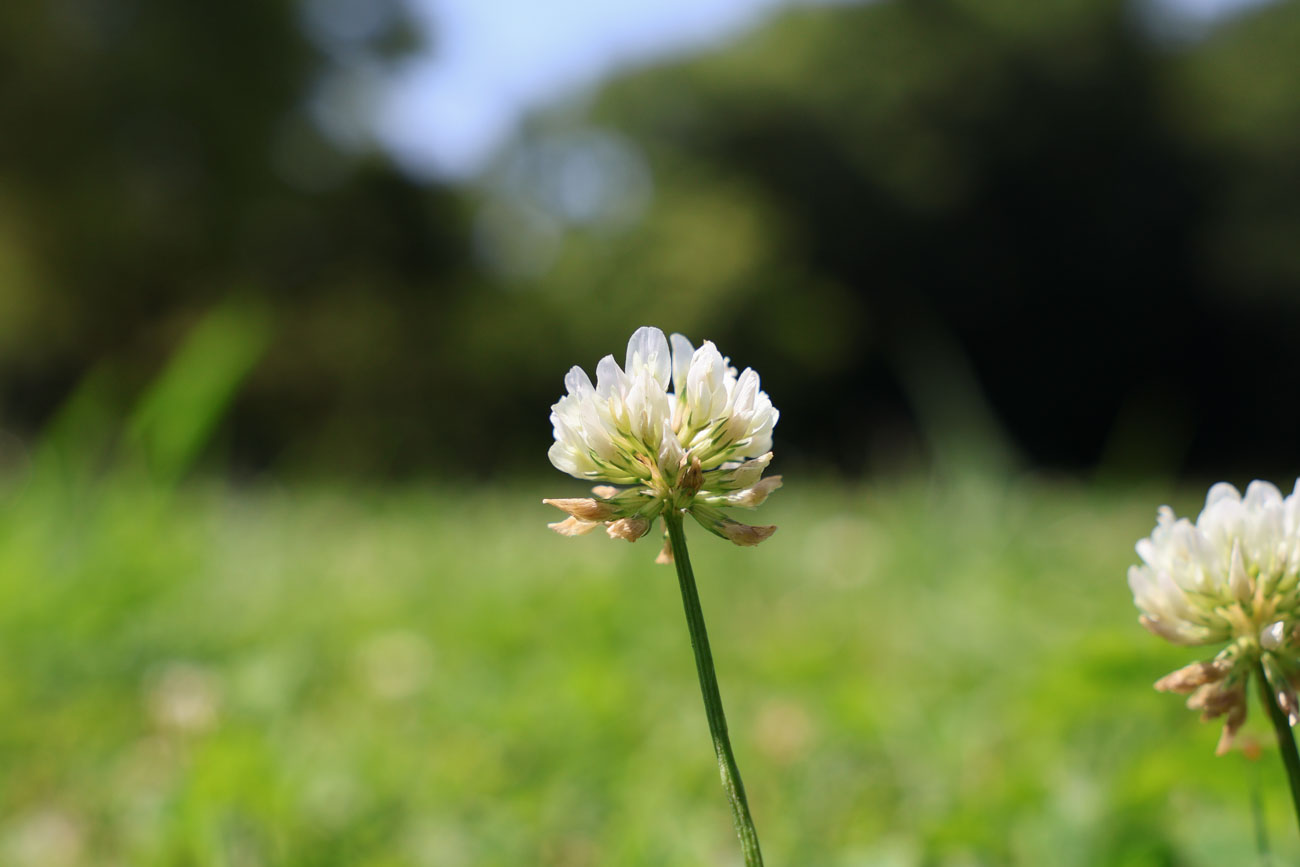 Canon EOS R50 ボディ [ブラック] + 18-50mm F2.8 DC DN [キヤノンRF用]
