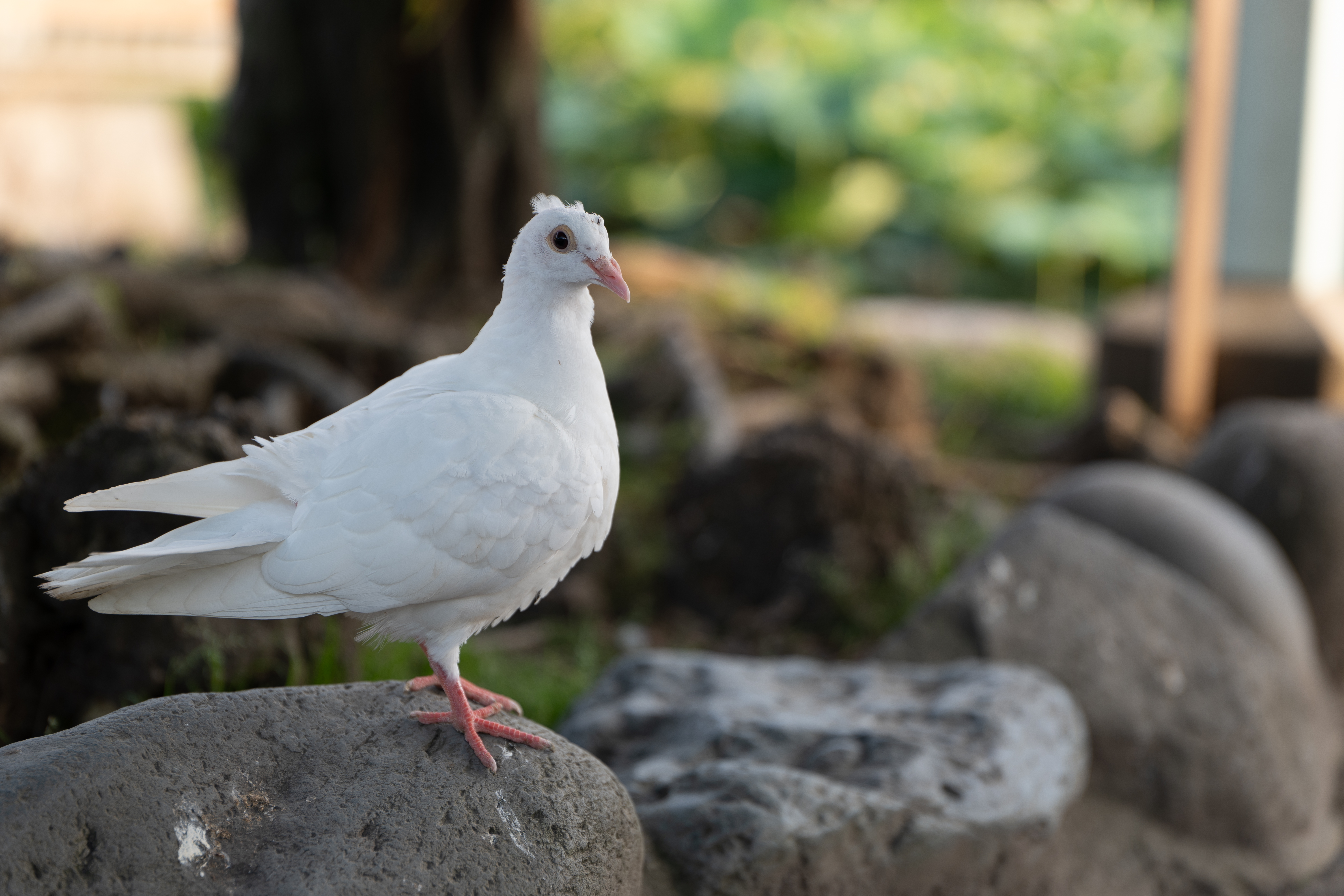 LUMIX S PRO 24-70 mm F2.8 S-E2470