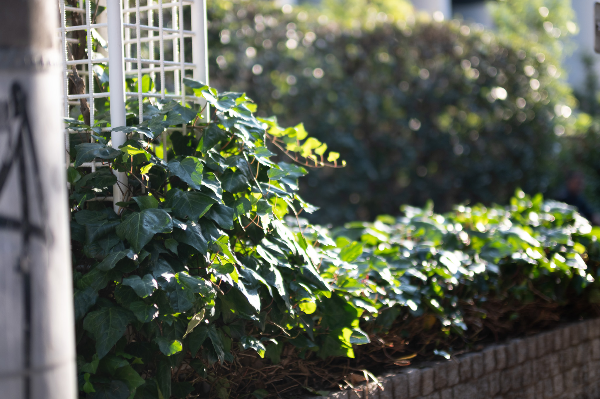 FUJIFILM X-S20 ボディ