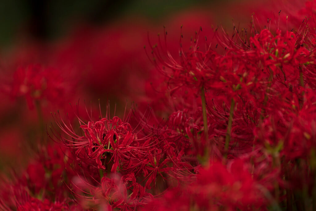 70-180mm F/2.8 Di III VXD (Model A056)