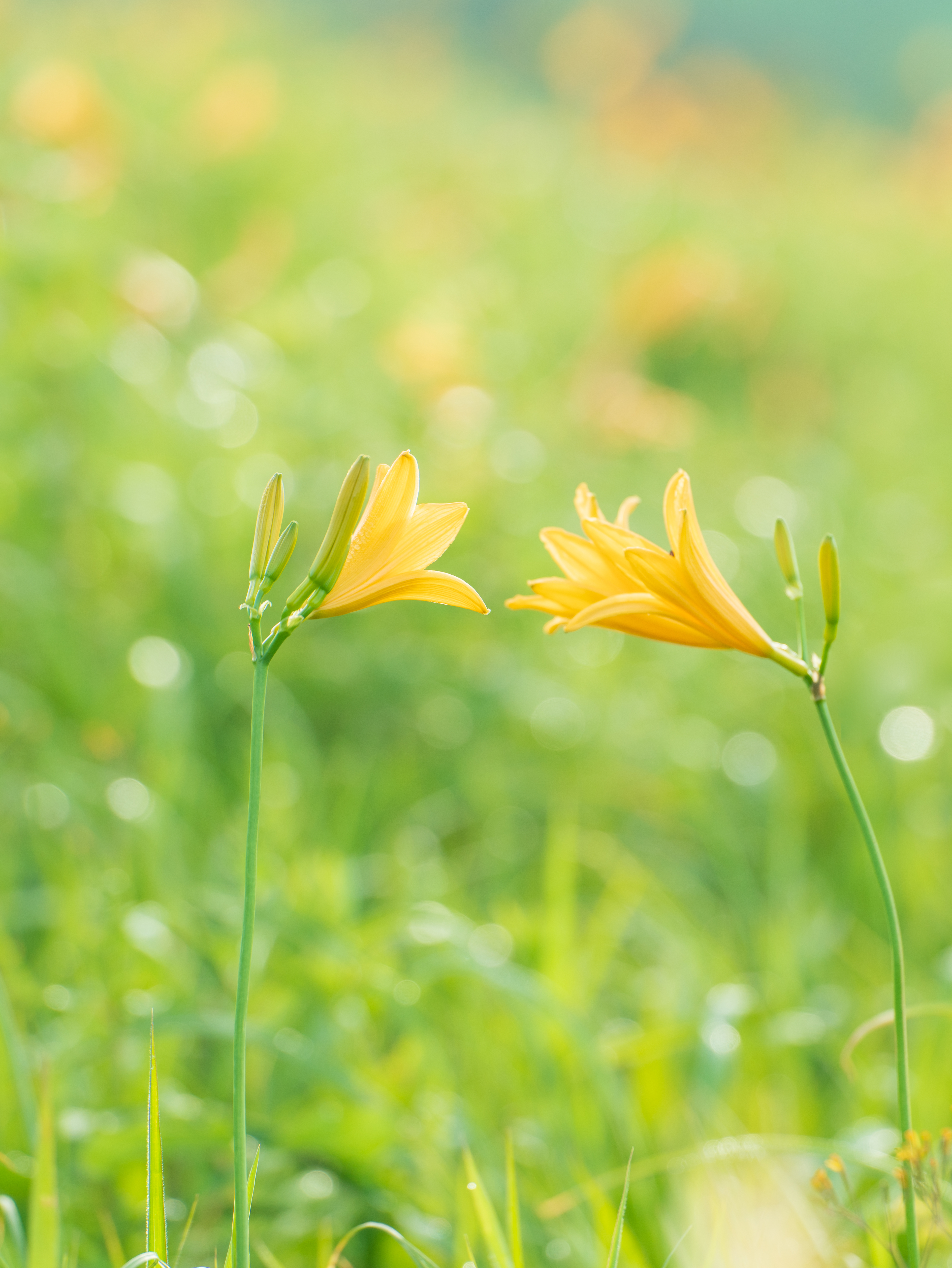 70-180mm F/2.8 Di III VXD (Model A056)