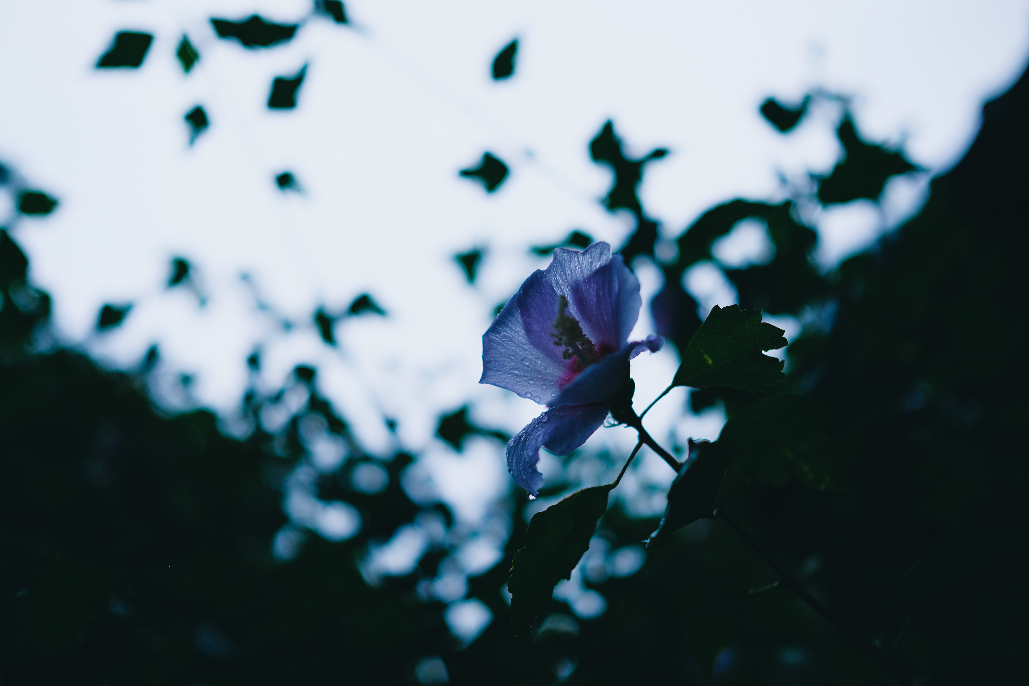 フジノンレンズ XF23mmF1.4 R