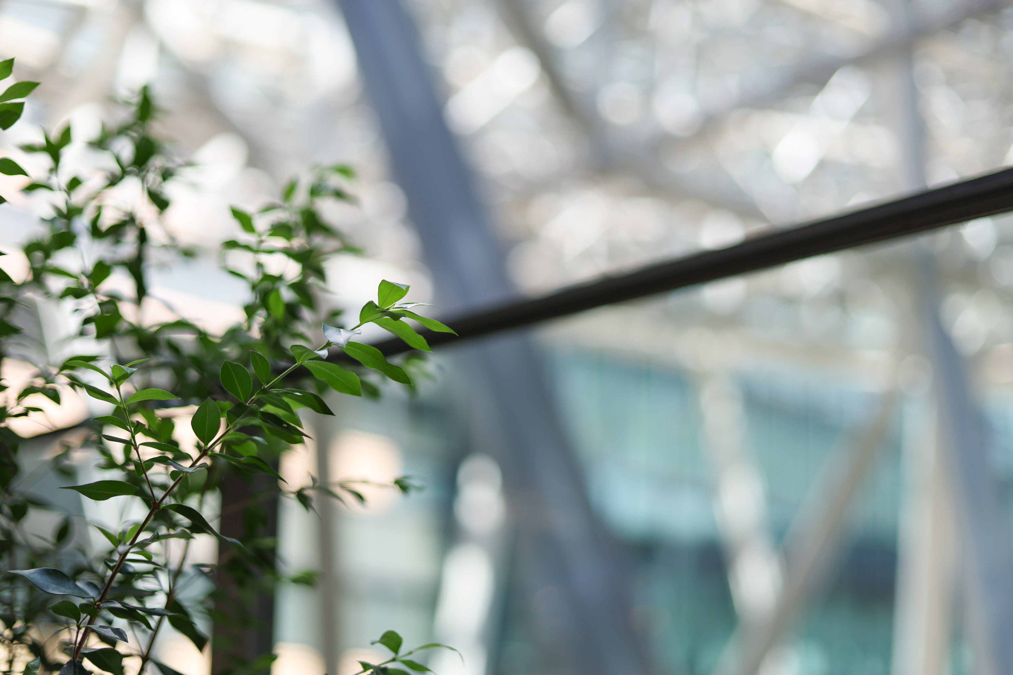 EF50mm F1.8 STM