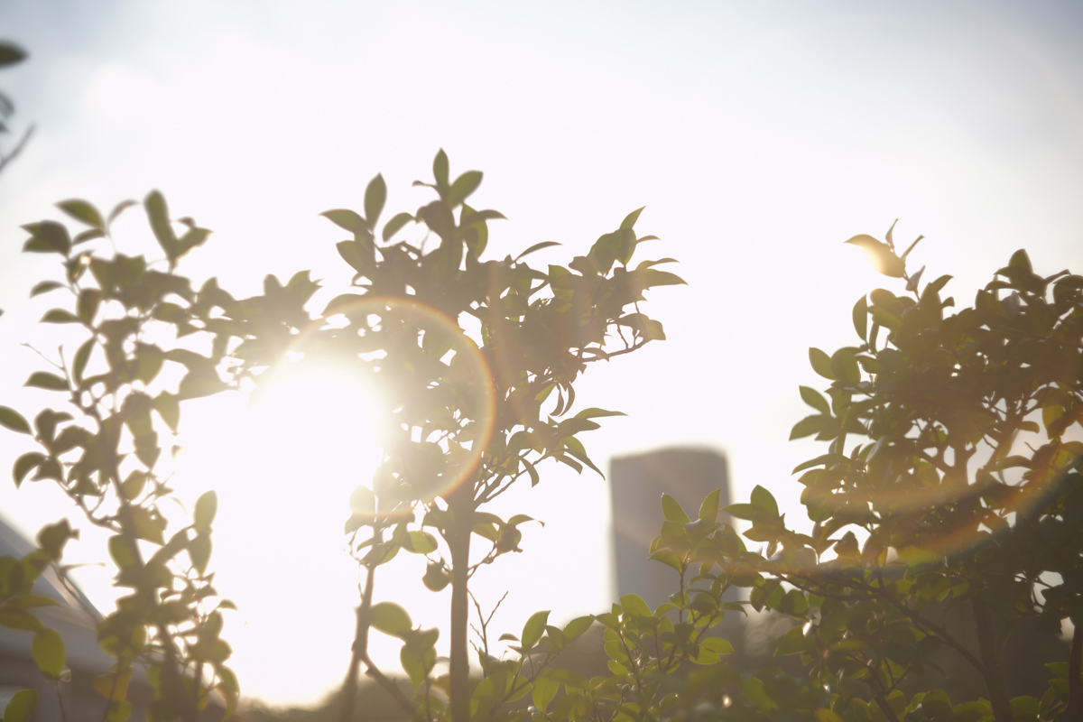 レンタル - Leica(ライカ)Leica Summar 50mm F2(クローム 沈胴