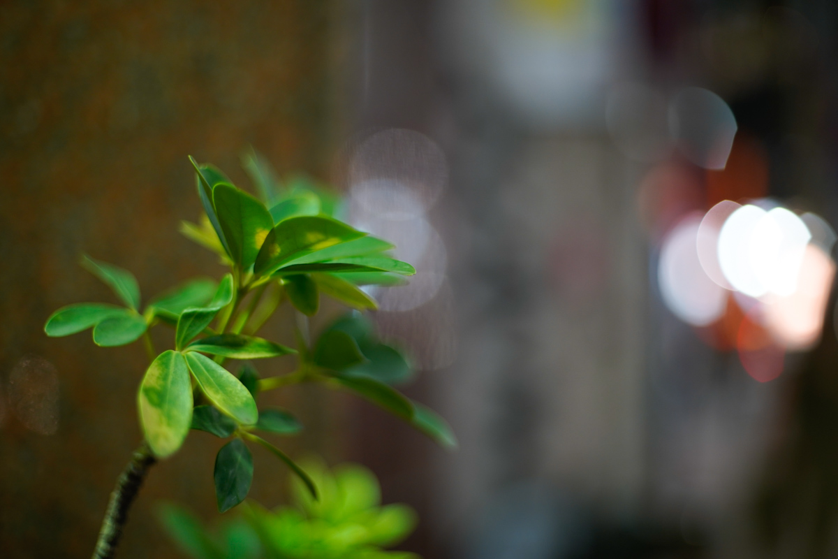 レンタル - Other(その他)Super-Takumar 50mm F1.4 (後期型) | カメラ