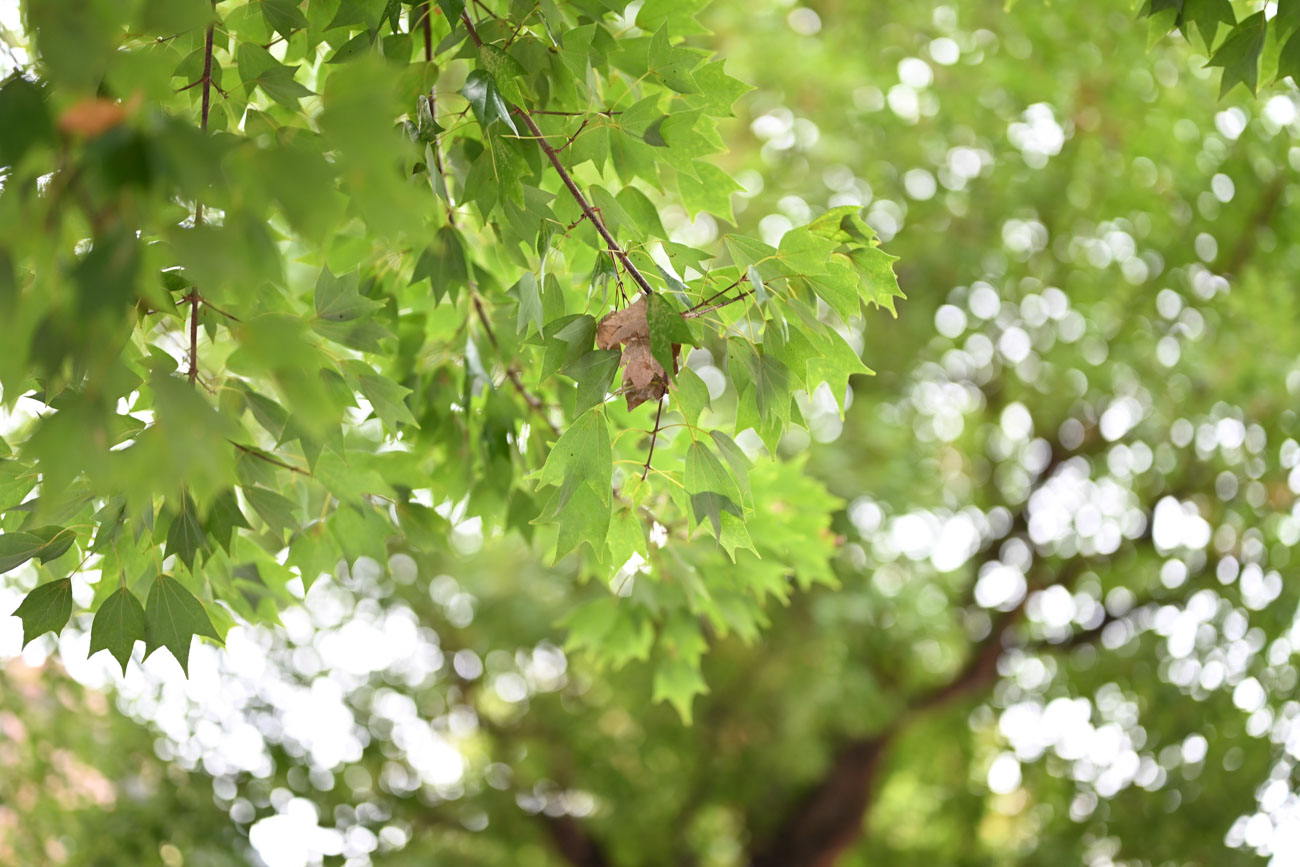 Nikon Z f & ボケる単焦点セット Z f + NIKKOR Z 50mm f/1.8 S