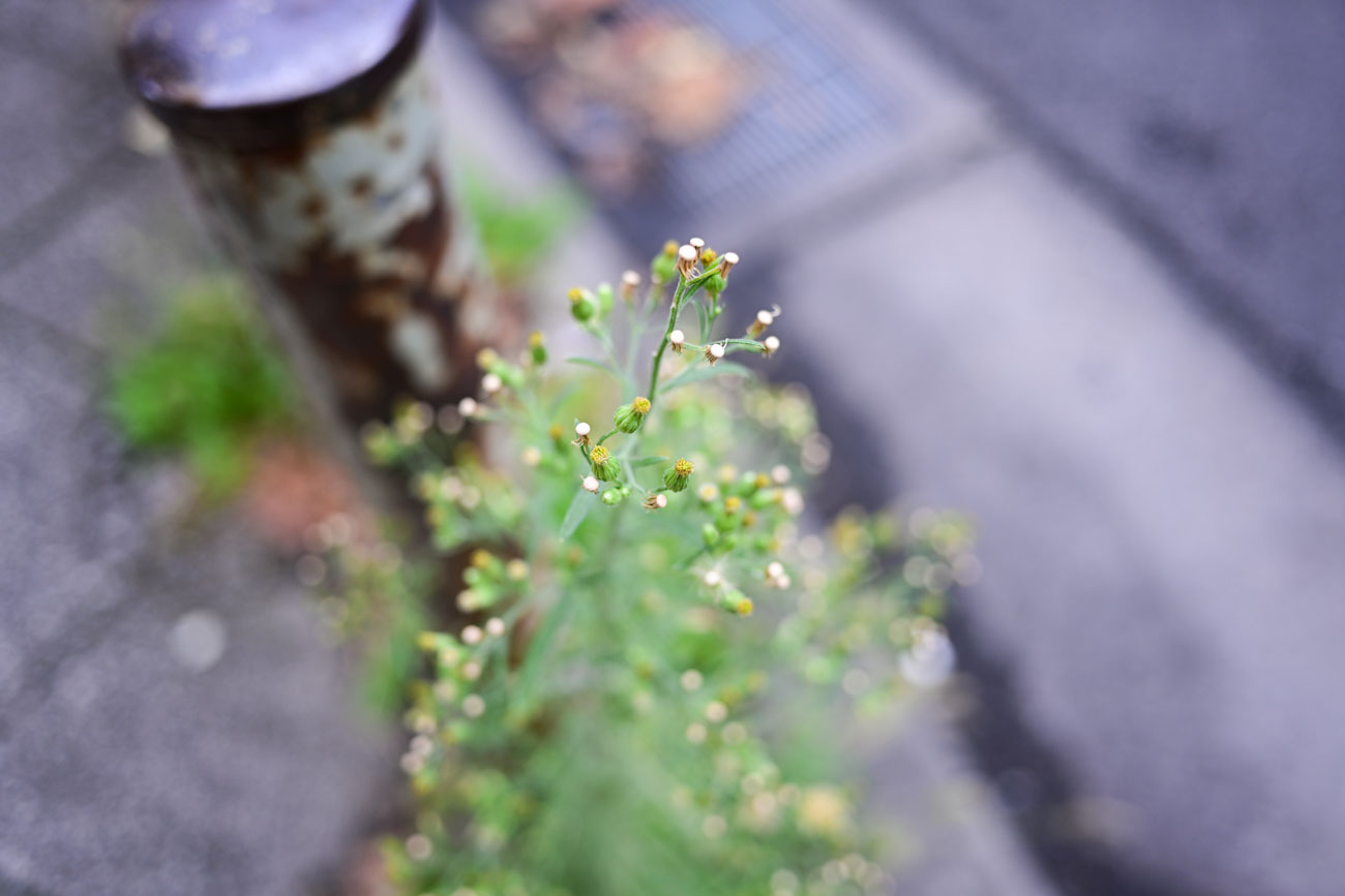 NIKKOR Z 26mm f/2.8