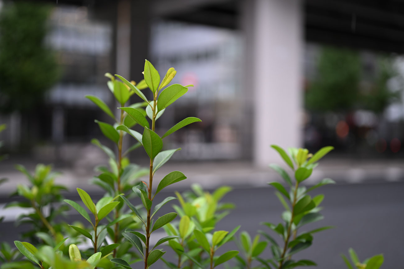 NIKKOR Z 50mm f/1.8 S